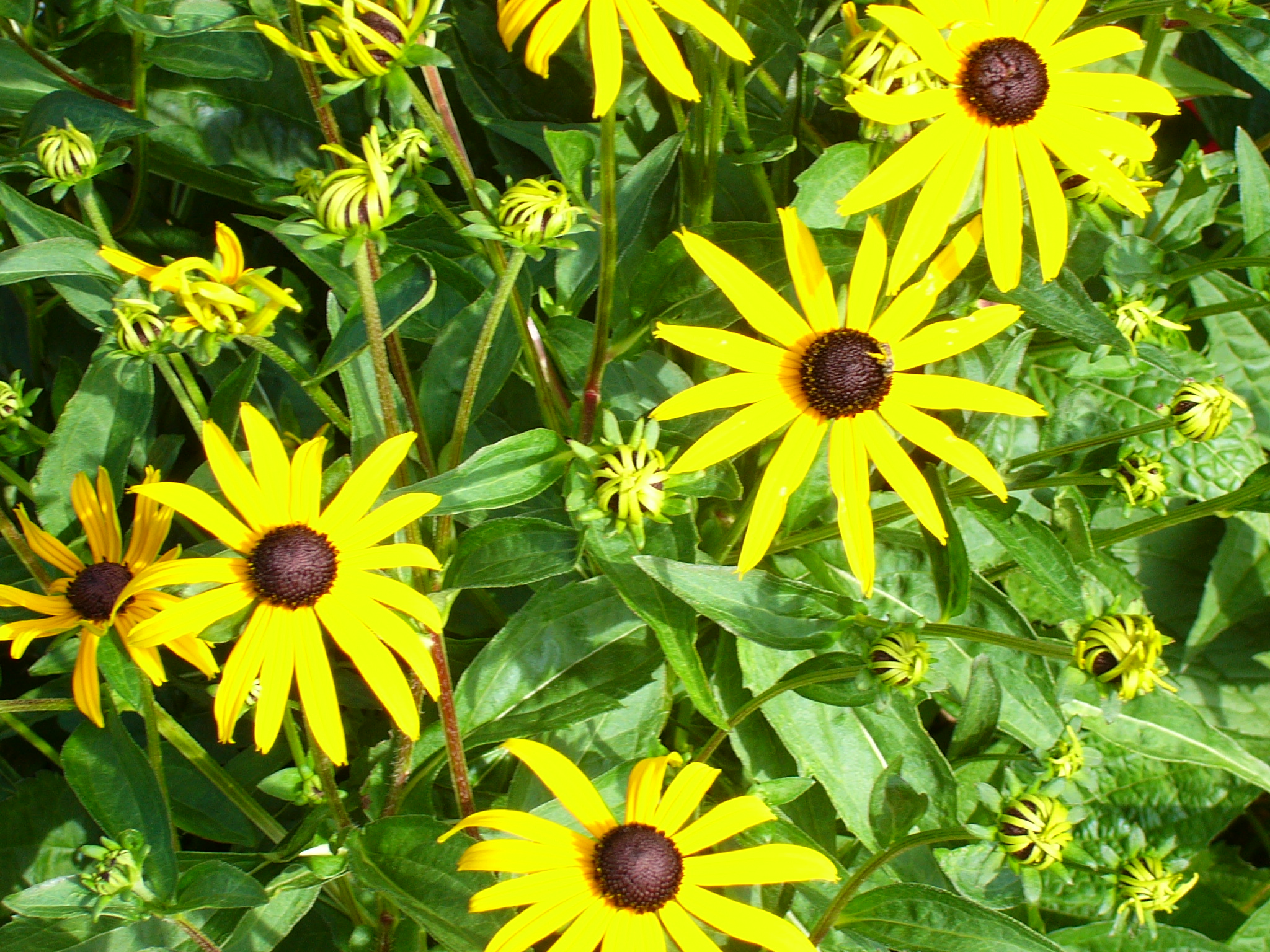 Black Eyed Susan