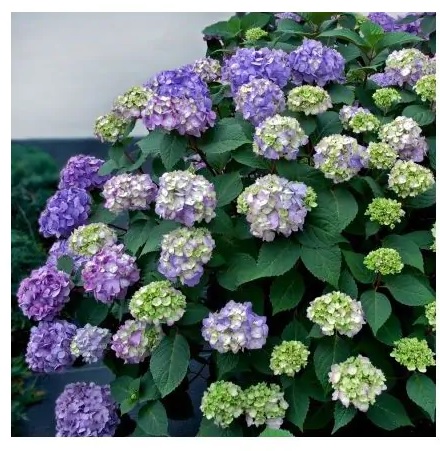 Endless Summer® BloomStruck® Bigleaf Hydrangea