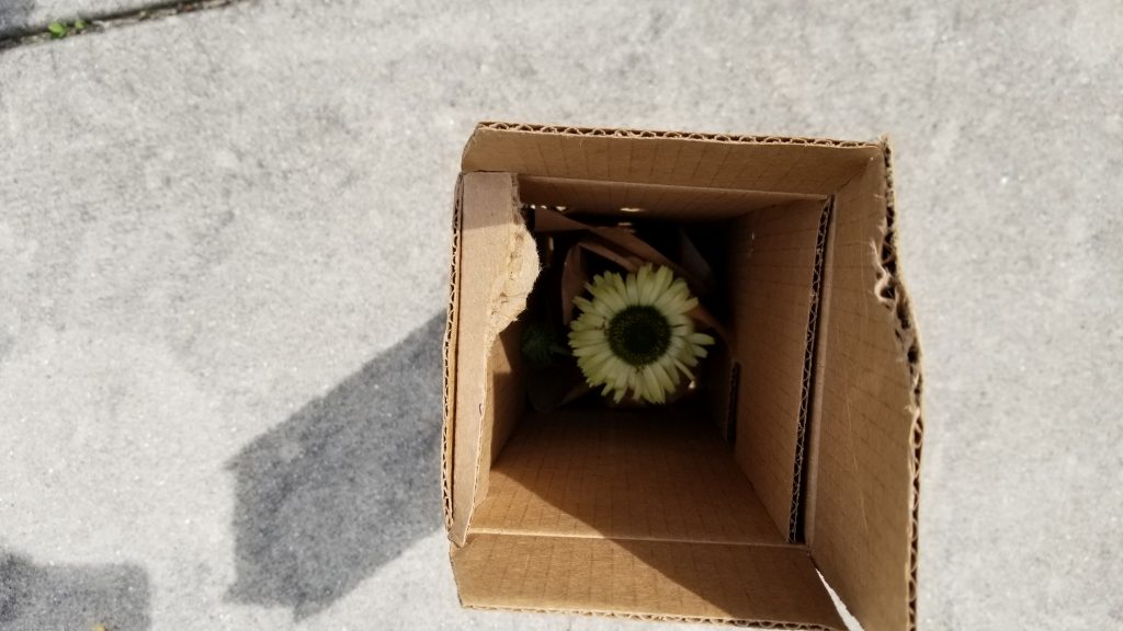 Green Jewel Coneflower in Box