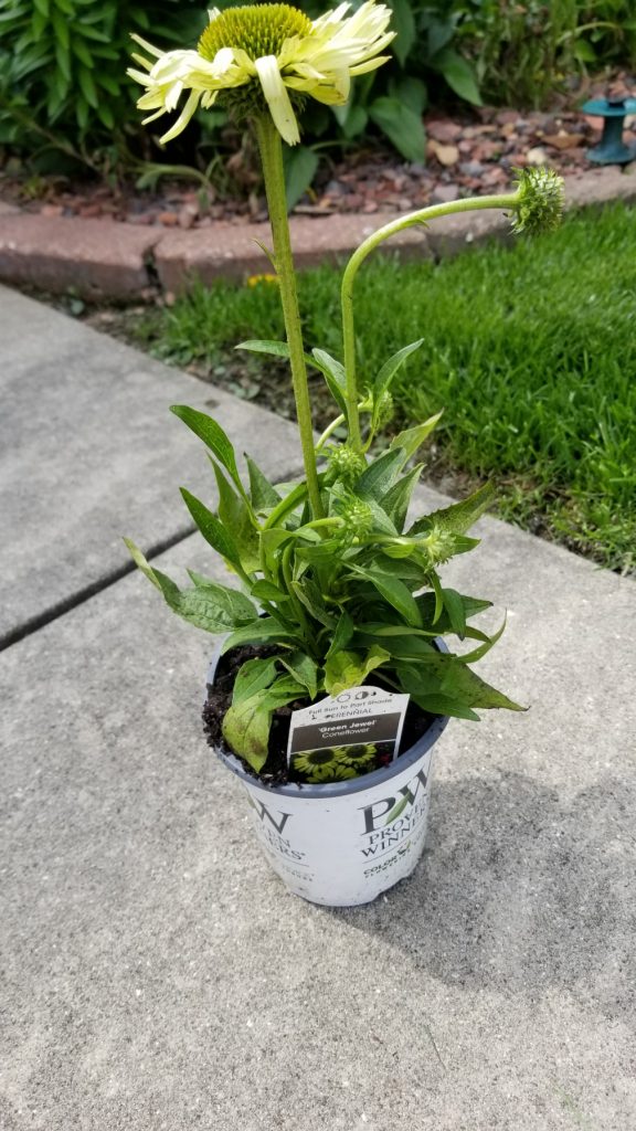Coneflower Green Jewel