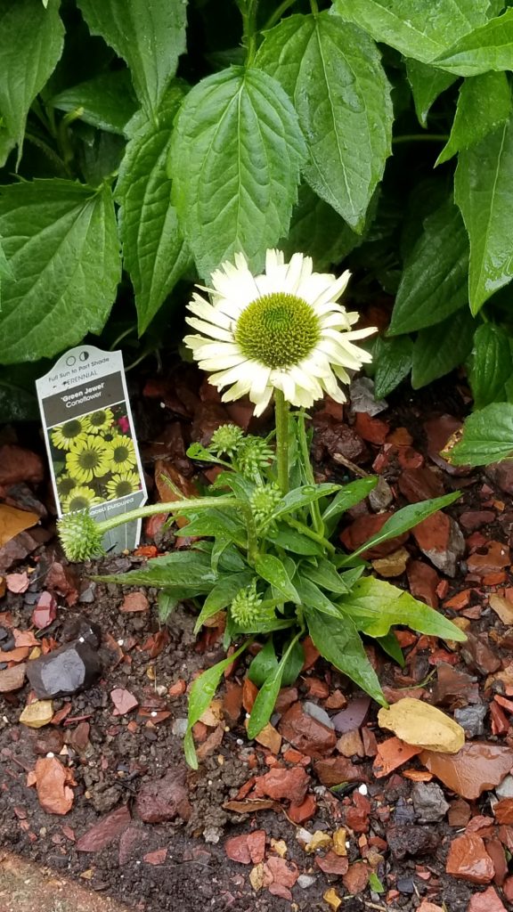 Green Jewel Coneflower
