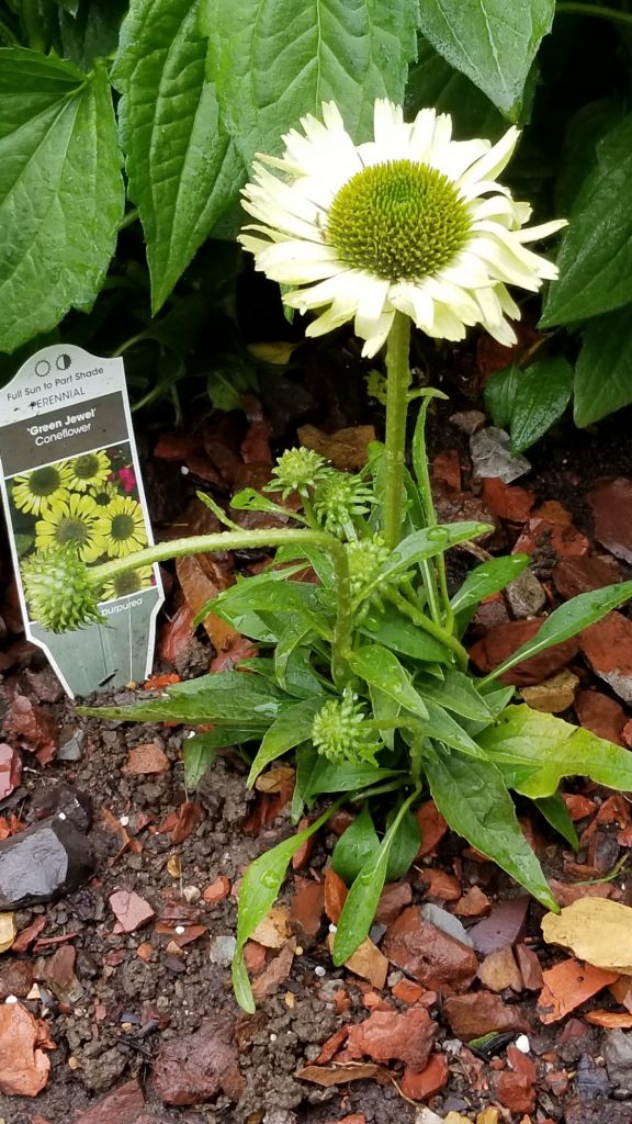 Green Jewel Coneflower