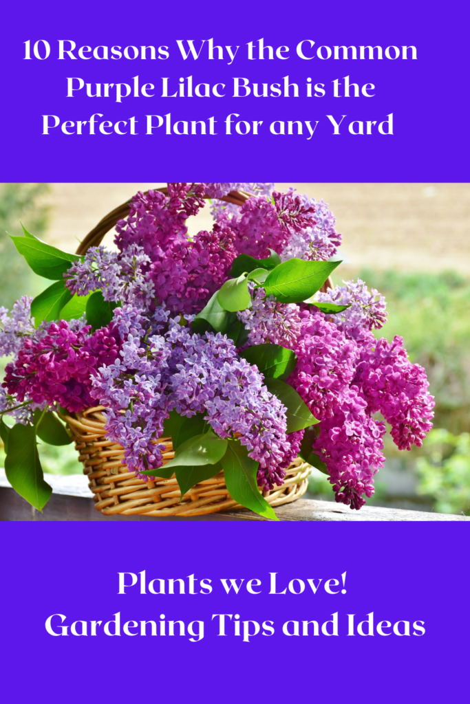 10 Reasons to Grow a Lilac Bush in Your Yard