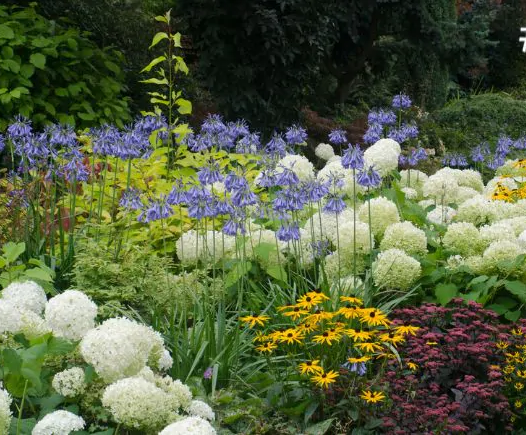 Guide to Planting Perennials