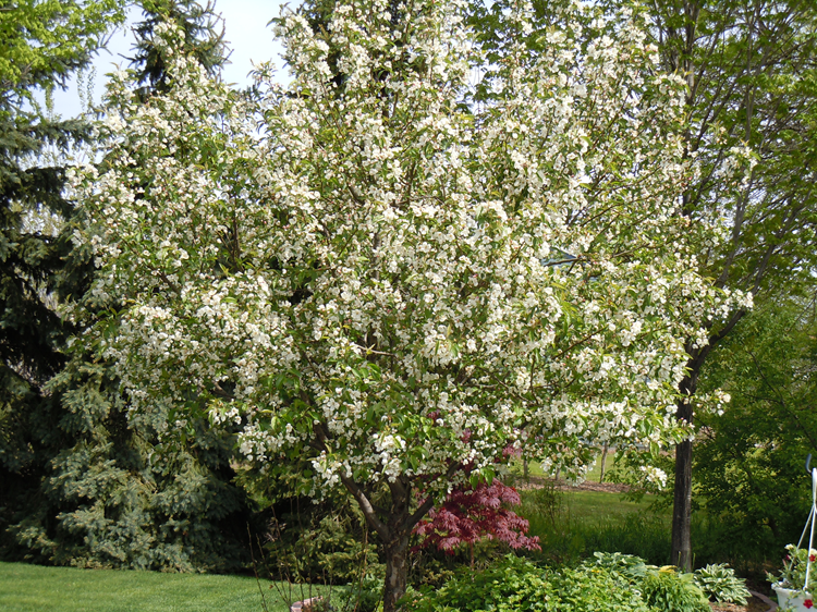 White Spring Crabapple Trees