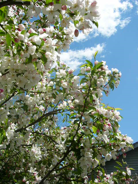 White Spring Crabapple Trees